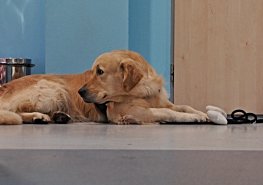 Práce sestry a canisterapeutky se prolíná